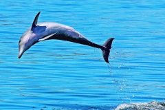 Bottlenose-dolphin-by-Pat-Billyard