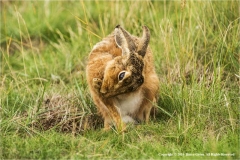 Brown-Hare-Washing-by-Barry-Green