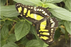 Brush-Footed-Butterfly-by-Sheila-Billingham