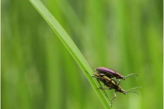 Common-Reed-Beetles-mating-by-Sheila-Billingham