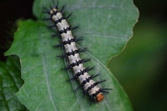 CrimsonPatchCheckerspot-by-Michelle-Chance