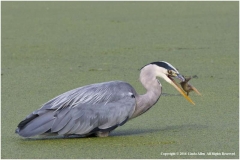 Grey-Heron-by-Linda-Allen