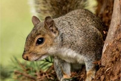 Grey-squirrel-by-Sue-Davis