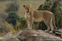 LIONESS-WILD-AND-FREE-by-Jenny-Webster