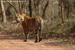 Male-Tiger-Wild-and-Free-by-Jenny-Webster