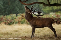 Male-stag-in-rut-by-Jenny-Webster