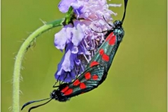 Spot-Burnet-Moths-paired-by-Barry-Green