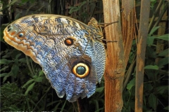 Tawny-Owl-Butterfly-by-Pauline-Grainger