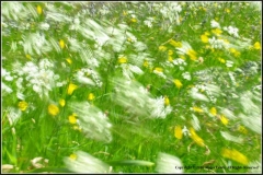 Wind-amongst-the-wild-flowers-by-Roger-Lewis