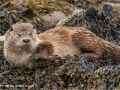 Eurasian Otter by Julie Hall