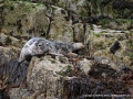 Grey Seal by Sue Davis