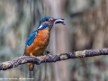 Kingfisher with fish by Sue Vernon