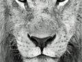 Lion stare by Pat Billyard