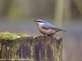 Nuthatch by Julie Bridgwater