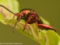 Red Frog Legged Beetle by Michael McIlvaney