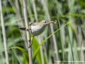 Reed Warbler by John Davidson