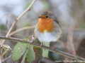 Robin by Julie Bridgwater