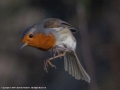 Robin in flight by Charlotte Mathews