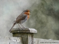 Robin in full song by Sue Vernon