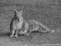 Squirrel by Sue Davis