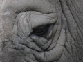 The Rhino Eye by Sean Bullock