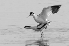 Avocets-by-Richard-Chapman