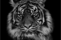 Sumatran-Tiger-by-Sue-Vernon