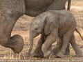 JennyWebster_MotherAndBabyElephant