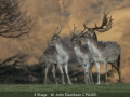 JohnDavidson_3Stags