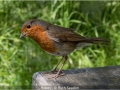 RuthSeadon_Robin