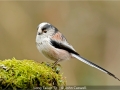 JohnCaswell_LongTailedTit