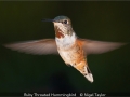 NigelTaylor_RubyThroatedHummingbird