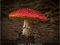 RebekahNash_FlyAgaric