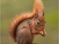 RebekahNash_RedSquirrelPortrait