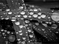 RobinPotticary_Raindrops