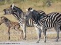 Burchell's Zebra by Pat Billyard