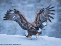 Golden Eagle Lands as Magpie Tries To Get Out Of The Way by Jenny Webster