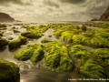 Green Fingers, County Mayo by Michael McIlvaney