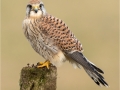 Kestrel, Female looking left by Julie Hall