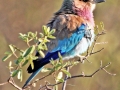 Lilac Breasted Roller by Pat Billyard