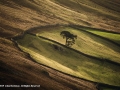 Lone Tree by John Davidson