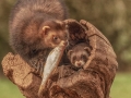 Male and Female Polecats. Offering Fish to Female