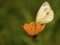 Nepalese White by Jan Harris