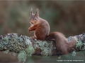 Red Squirrel on Lichen by Julie Hall