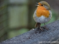 Singing Robin by Sean Bullock