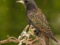 Starling (Sturnus Vulgaris) by Mike Childs