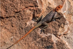 African-Lizard-by-Roger-Tyler