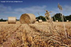 Harvest-Time-before-and-after-by-Sue-Vernon