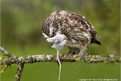 Little-Owl-with-Prey-by-Barry-Green