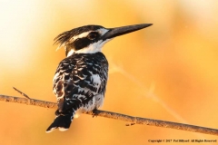 Pied-Kingfisher-by-Pat-Billyard